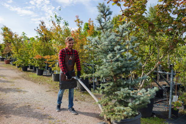 Best Emergency Tree Removal  in Lakewood, CA